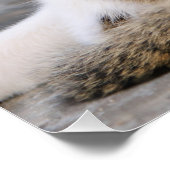 Moeder Kat houdt van Cute Kitten, Foto Perfect Poster (Hoek)