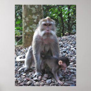 Moeder Macaque en Baby Poster