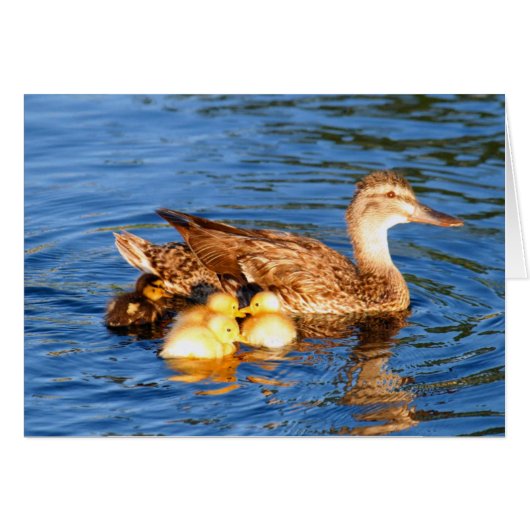 Moeder Mallard met haar eenden (Voorkant Horizontaal)