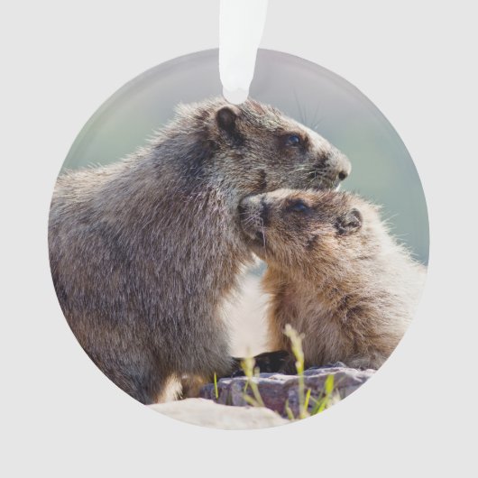 Moeder Marmot met Baby Ornament (voorkant)