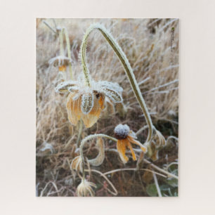 Moeder Natuur raakt met Frosty Rudbeckia Flowers Legpuzzel