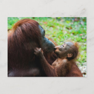 Moeder orang-oetan met baby briefkaart