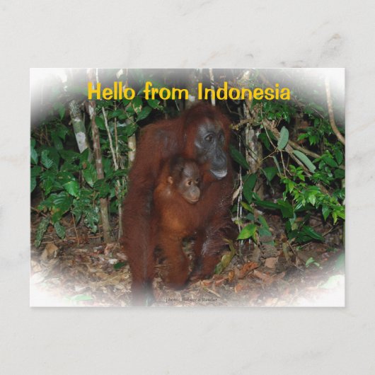 Moeder Orangutan en Baby in Natuur Briefkaart (Voorkant)