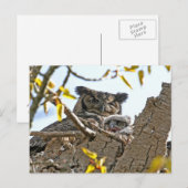 Moeder Owl en Baby in Nest Briefkaart (Voorkant / Achterkant)