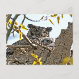 Moeder Owl en Baby in Nest Briefkaart