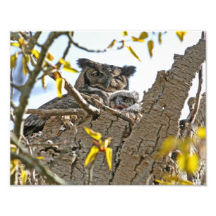 Moeder Owl en Baby in Nest Foto Afdruk