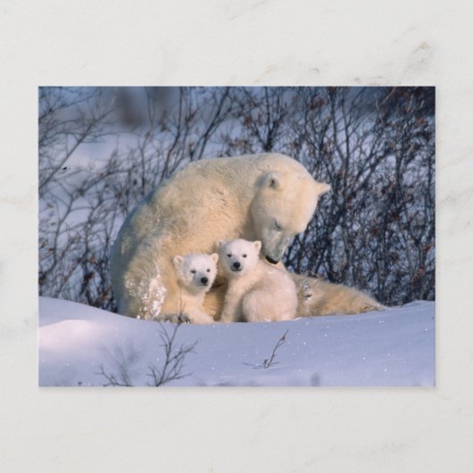 Moeder Polar-Beer met tweeling, Briefkaart (Voorkant)