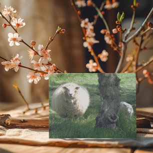 Moeder Schaap en Lam Voorjaars Natuurfotografie Kaart