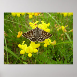 Moeder Shipton Moth Poster