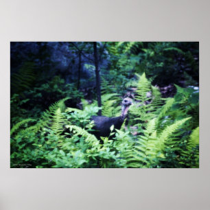 Moeder Turkije in het Poster Ferns