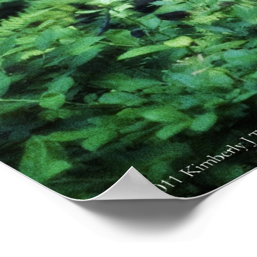 Moeder Turkije in het Poster Ferns (Hoek)