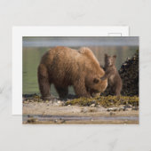 Moeder van het Beer van Grizzly met Cub op een str Briefkaart (Voorkant / Achterkant)