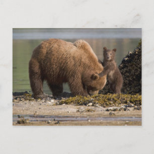 Moeder van het Beer van Grizzly met Cub op een str Briefkaart