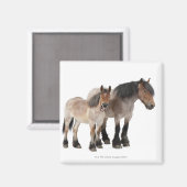 Moeder & Veulen Belgisch Paard Magneet (Voorkant / Achterkant)