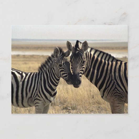 Moeder zebra en jonge zebra briefkaart (Voorkant)