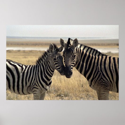 Moeder zebra en jonge zebra poster (Voorkant)