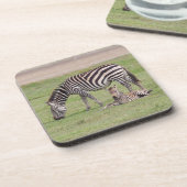 Moeder Zebra met Newborn Colt Bier Onderzetter (Linkerzijde)