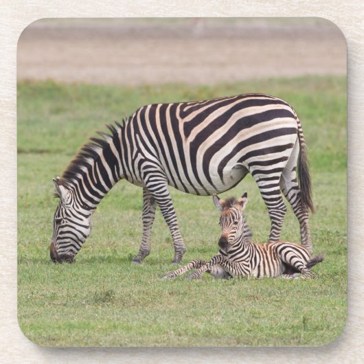 Moeder Zebra met Newborn Colt Bier Onderzetter (Voorkant)