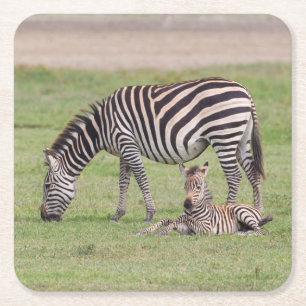 Moeder Zebra met Newborn Colt Vierkante Kartonnen Onderzetter