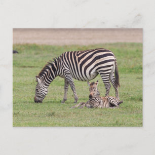 Moeder Zebra met pasgeboren kool Briefkaart