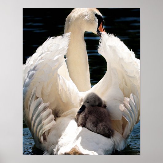 Moeder Zwan met Cygnets (baby zwanen) Poster (Voorkant)