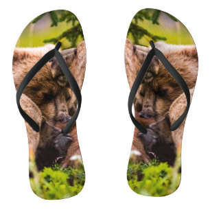 Moederbeer voedt haar twee welpen, Lake Clark Nati Teenslippers