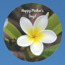 Moederdag Geel en Wit Plumeria Flower Foto