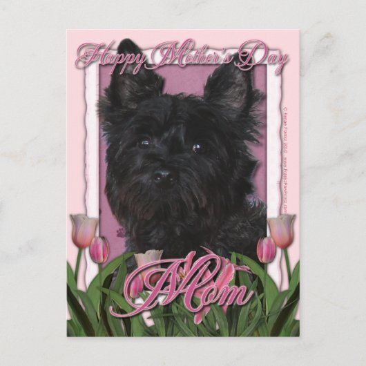 Moederdag - Roze Tulpen - Caïro Terrier - Rosco Briefkaart (Voorkant)