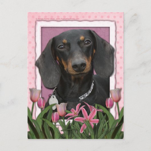 Moederdag - Roze Tulpen - Dachshund - Winston Briefkaart (Voorkant)
