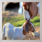 Moedergeiten en Baby Poster (Voorkant)