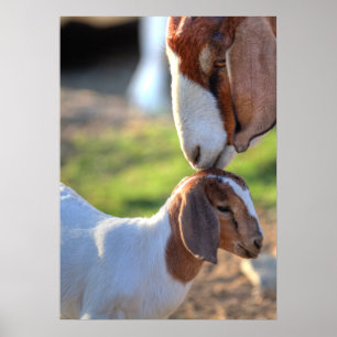 Moedergeiten en Baby Poster