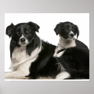Moedergrens collie en puppy poster