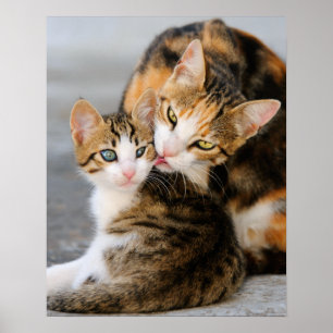 Moederkat houdt van schattige kitten poster