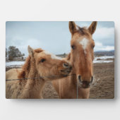 Moederpaarden en -dieren fotoplaat (voorkant)