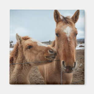 Moederpaarden en -dieren magneet