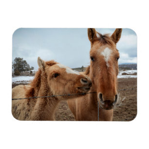 Moederpaarden en -dieren magneet