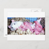 Moederschap Briefkaart (Voorkant / Achterkant)