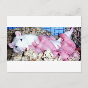 Moederschap Briefkaart