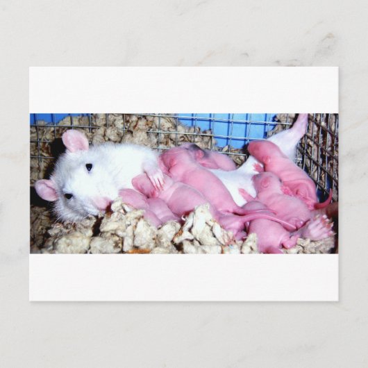 Moederschap Briefkaart (Voorkant)