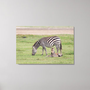 Moederzebra met pasgeboren veulen canvas afdruk
