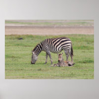 Moederzebra met pasgeboren veulen
