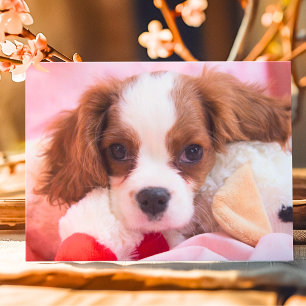 Moeie Puppy Cavalier King Charles Wenskaart Kaart