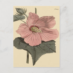 Moeras Hibiscus Botanische Illustratie Briefkaart