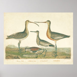 Moerasvogel Wulp Snip Vogels spotten Poster