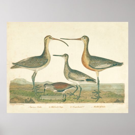 Moerasvogel Wulp Snip Vogels spotten Poster (Voorkant)