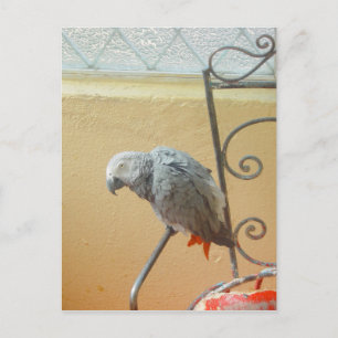 Moerrot — briefkaart