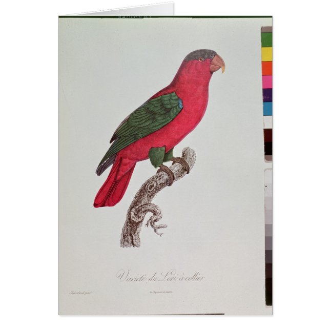 Moerrot: Lory of Collared (Voorkant)