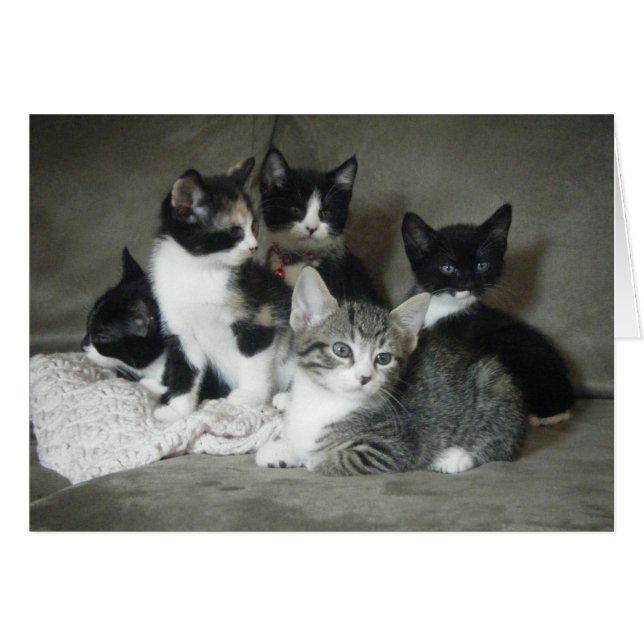 Moet van Kittens houden (Voorkant Horizontaal)