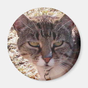 MOGGIE MAGNEET