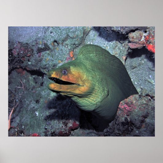 Mohawk Moray Poster (Voorkant)